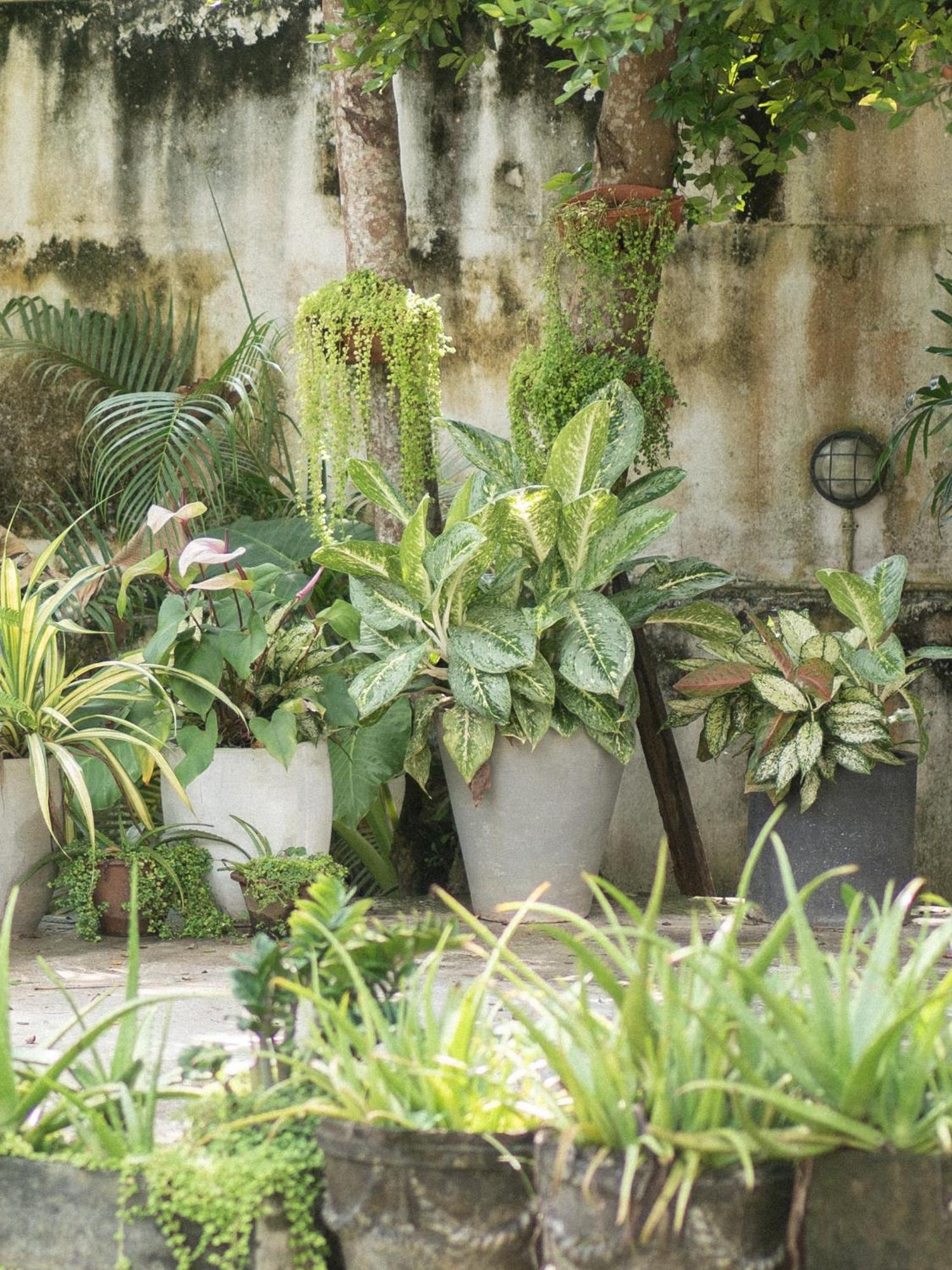 Lotus Surf And Wellness Ahangama Exterior foto